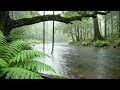 Relaxing Rainforest River Sounds 🌿 Peaceful Jungle Rain Ambience for Sleep, Study &amp; Stress Relief