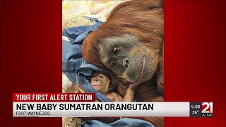 Fort Wayne Zoo Celebrates Arrival Of Baby Sumatran Orangutan