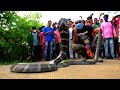 नागराज:दुनिया का सबसे खतरनाक सांप,4 हाथियों की भी ले सकता है जान | World's Deadliest:King Cobra.