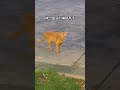 從來沒見過流浪貓報恩這麼暖心！又抓到一隻老鼠送過來 ! #cat #cats #catlover #catvideos #catlovers