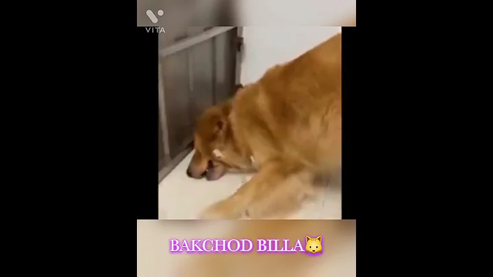 Video 1803771: dog fight, funny cat