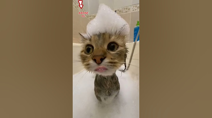 komik kedi videoları!!!#komikkedivideoları #konuşankedi #kediler #kedilerindünyası #shorts