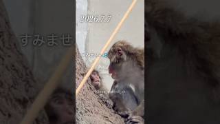 メンタル強いのか天然なのか？気にしないパンチくん🐒# #がんばれパンチ #市川市動植物園 #punch