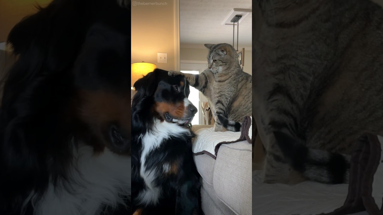 Old Cat Pets Big Fluffy Dog 🥹😆