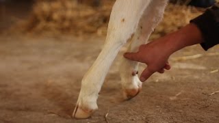 Контрактура сухожилий у телёнка.ТЕРАПИЯ.Congenital contracture (calf).(ОСТОРОЖНО !!! ПЕРЕД ПРОСМОТРОМ ПРОЧИТАЙТЕ ПРЕДУПРЕЖДЕНИЕ. Видео предназначено для студентов-ветеринаров,..., 2015-12-26T20:11:01.000Z)