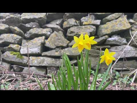 ვიდეო: დრიმიოპსისი (37 ფოტო): ყვავილის მოვლა სახლში. მყივანი, პიკაქსისა და სხვა სახეობების აღწერა