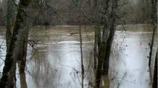 Flooding on the Calapooia River at Albany, Oregon - January 2012