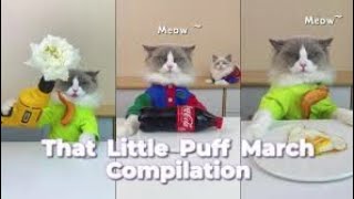 Hi guys my name is puff im back with new collaction video #catsofyoutube #thatlittlepuff