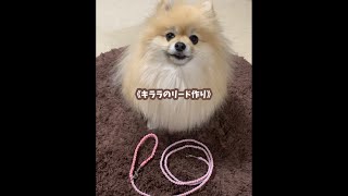 キララ✨の リード作り
