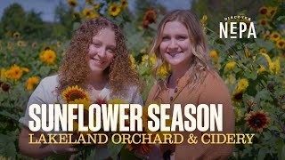 Sunflower Season at Lakeland Orchard & Cidery | Scott Twp., PA