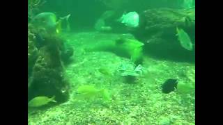 Spiny Lobster vs Moray Eel w/ special effects sound