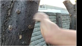 Kyokushin karate home training for knuckles