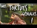 Mes tortues gniales   tuto toopet