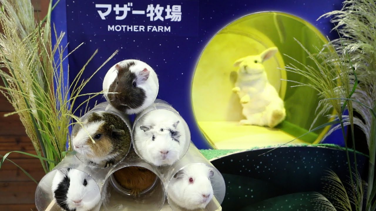 うさモルのお月見 Youtube