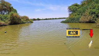 صيد السمك 🎣 نهرالنيل شمال السودان 4k