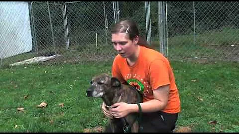 Pocono Pet of the Week: Gail the Plott hound mix