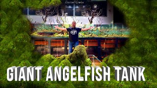 Giant Angelfish Aquarium  Manacapuru Angelfish Tank