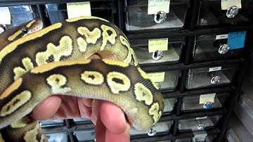 Brian Gundy Gives Update On Gold Blush Savannah Ball Python