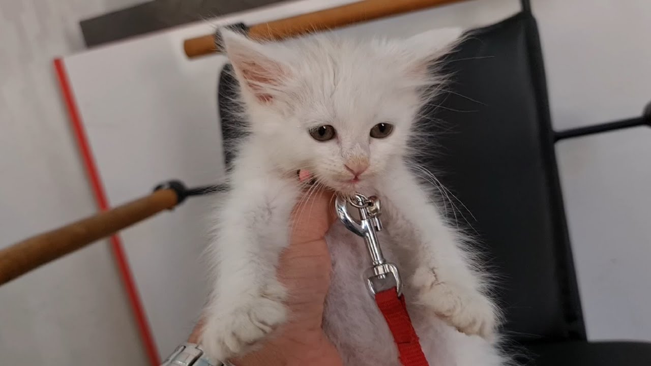 Yavru Kedi Sesi Yeni Dogmus Kedi Yavrusu Youtube