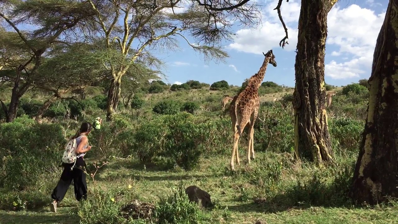 Stunning - walking with giraffes in Kenya