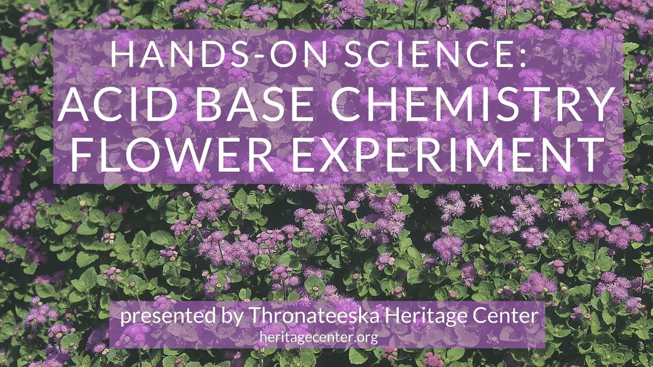 Hands-On Science: Acid Base Chemistry Flower Experiment