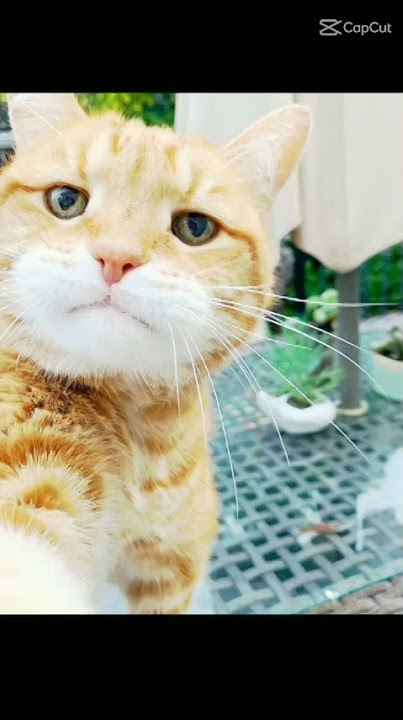 story wa kucing oren nih bozz