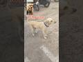 Tum Dekho hai koi Smart mujhse acha #dogshorts #dog