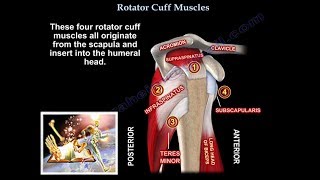 Rotator Cuff Muscles  Everything You Need To Know  Dr. Nabil Ebraheim