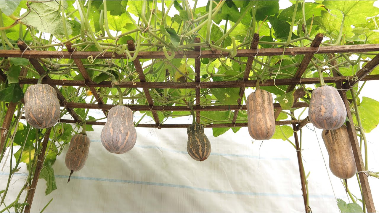 Free drip irrigation To grow pumpkins for many fruits in plastic