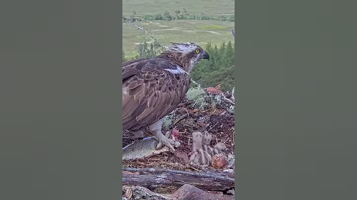 P#927- Review mother birds brings food to feed her babies in the nest, baby birds life #birdslover