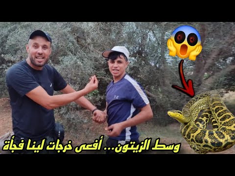 لقينا أفعى وسط المزرعة أثناء جني الزيتون الحمد لله دازت بخير وماوقع والو