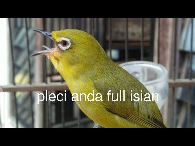 pancingan pleci full isian pleci ombyokan biar cepat buka paruh . lasrol ngalas ngerol isian class=