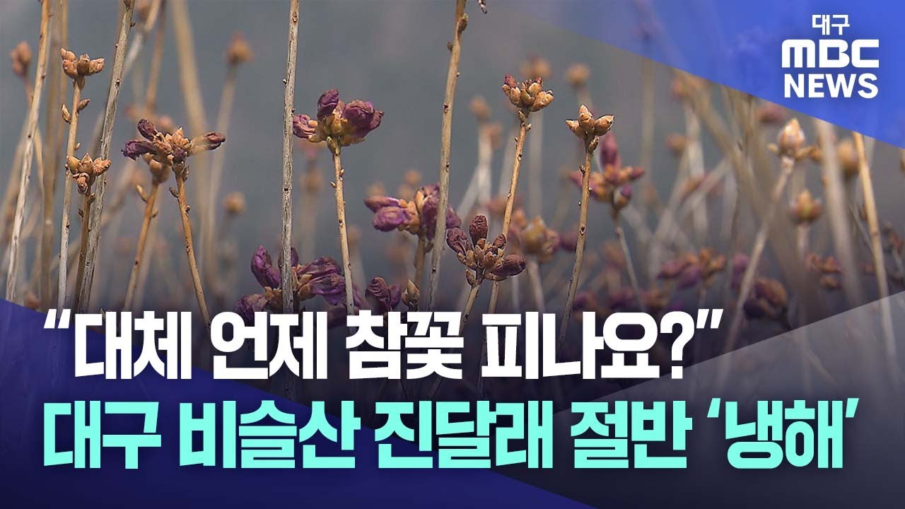 “대체 언제 참꽃 피나요?” 대구 비슬산 진달래 절반 ‘냉해’ | 대구MBC뉴스