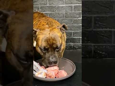 【大食い犬ASMR】パパからもらった生肉を爆食いする愛犬 MUKBANG Dog eats raw meat bones　#shorts