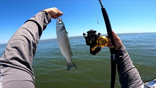 Throwing BIG Baits at Monsters from my tiny boat! (Mullet Frenzy!)