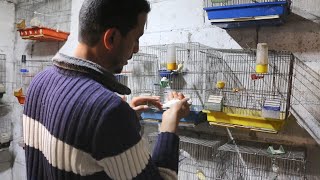 شاب يحول بيته إلى مزرعة لتربية عصافير الزينة