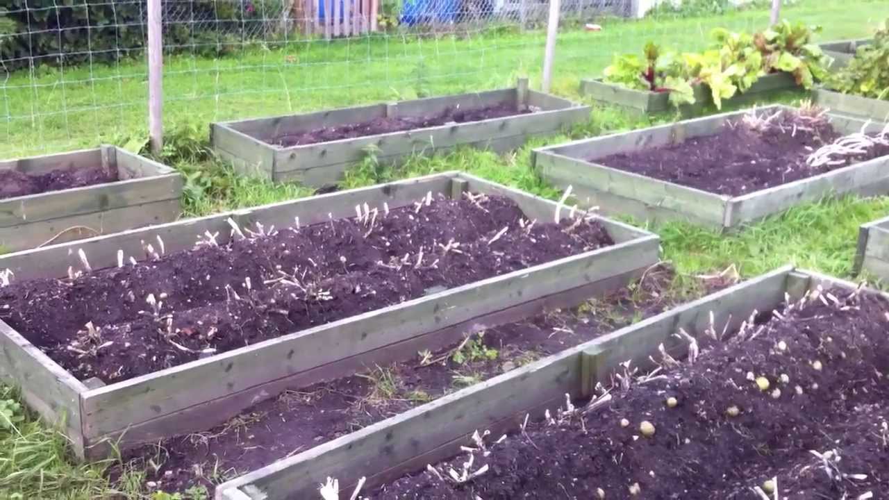 Raised bed allotment 18th September 2013 YouTube