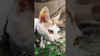#freefire #cat #solovssquadhighkill #hiphopbeats #funny