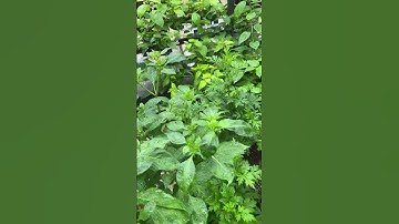 🌿 Cách Trồng Ngải Cứu Từ Mớ Rau Ngoài Chợ – Đơn Giản Mà Hiệu Quả! #shorts