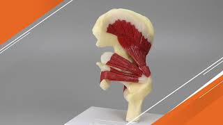 Hip Joint Model with Muscles | AnatomyStuff