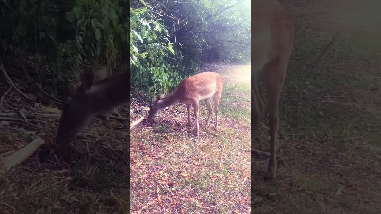 The wildlife in New Zealand is incredible 🦌🇳🇿