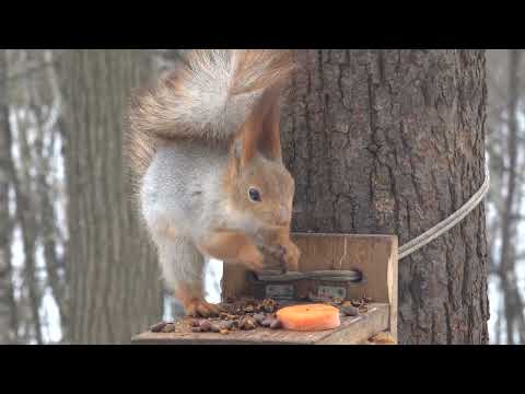 Совершенно дикая белка / A completely wild squirrel