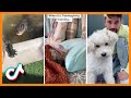 Cute Animals Funny Tik Tok Video Compilation October (2020) Awesome Pets