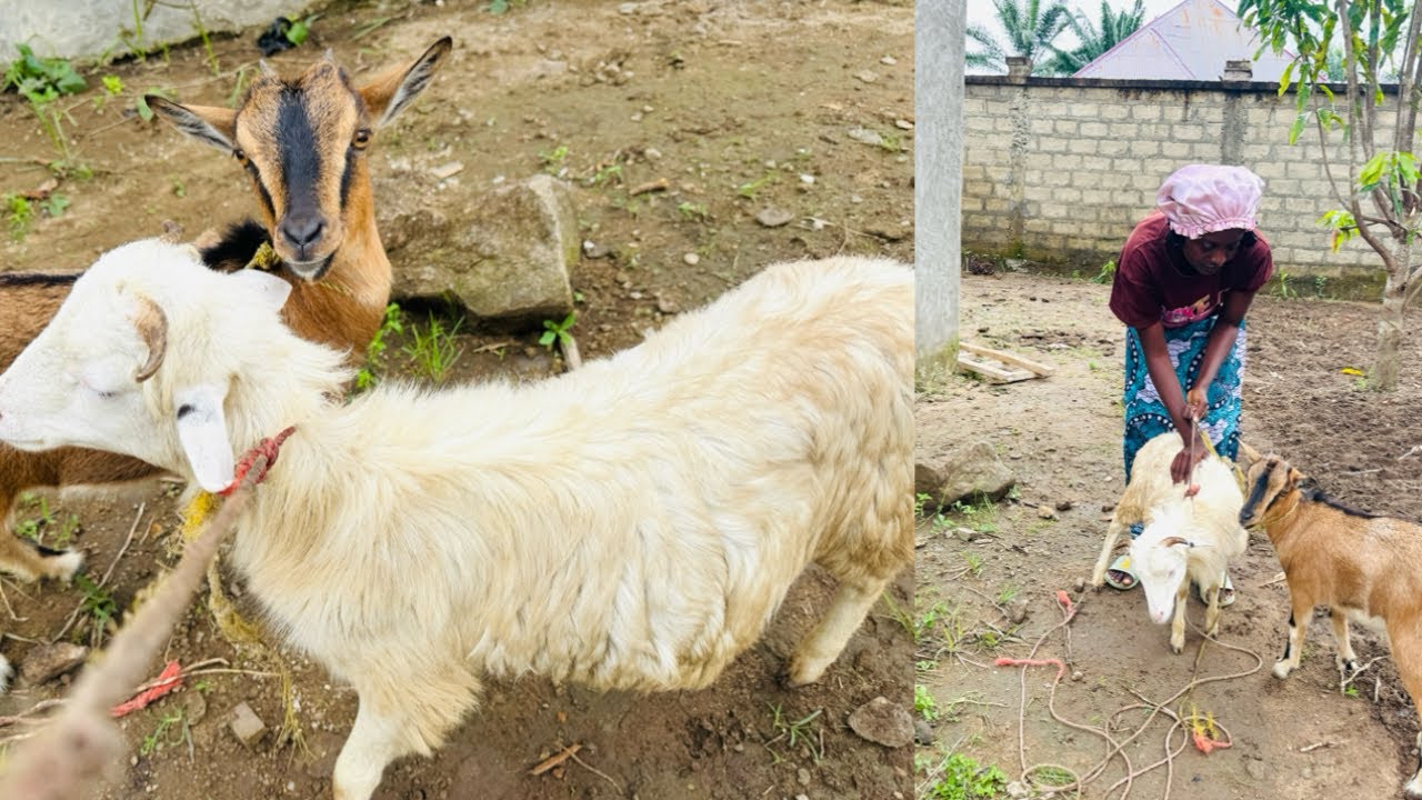 Adding some animals in to our compound🇸🇱/countryside living/ days of ...