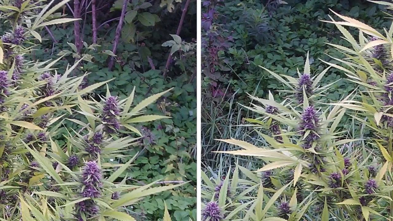 Shaman Dutch Passion