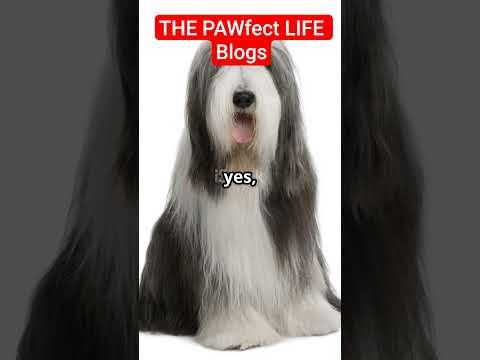 "BEARDED COLLIE: A charming canine companion with a fascinating history. #beardedcollie #scotland