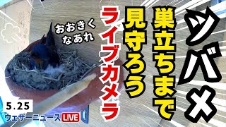 【Live】ツバメの巣立ちを見守ろうライブカメラ  ＜富山県富山市＞2024年5月25日(土)