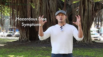 Sherwood Tree Service - Tree Removal