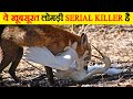 सावधान ! ये  खूबसूरत लोमड़ी serial killer है | Fox Hunting Skills will shock you