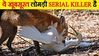 सावधान ! ये  खूबसूरत लोमड़ी serial killer है | Fox Hunting Skills will shock you